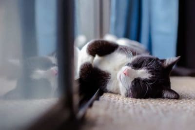 Relaxing cat by the window