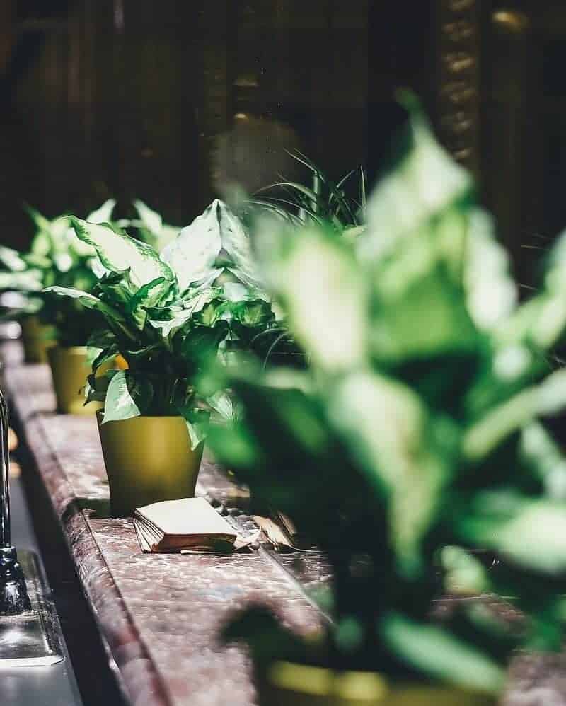 Row of green house plants