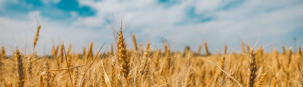 Corn in a field