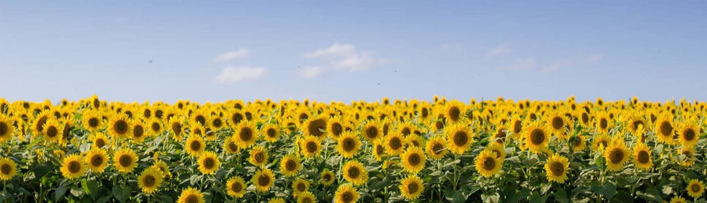 Field of sunflowers